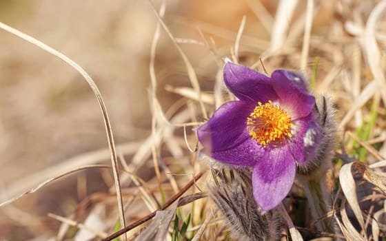 Greater pasque flower - Pulsatilla grandis - vibrant purple and yellow bloom head growing in dry grass