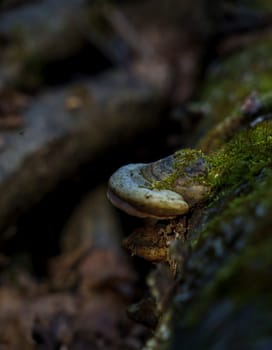 Detailed view of a polypore fungus growing on moss-covered bark in a shady forest environment.