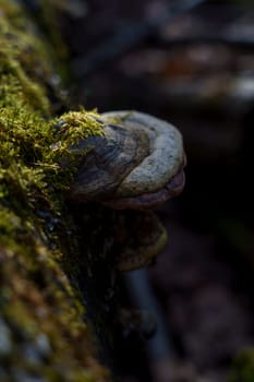Close-up of a bracket fungus with green moss growing on its surface, attached to a tree in a shady forest.