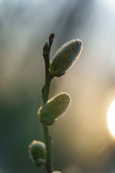 Soft-focus close-up of willow catkins on a branch with warm sunlight and blurred background, symbolizing early spring awakening.