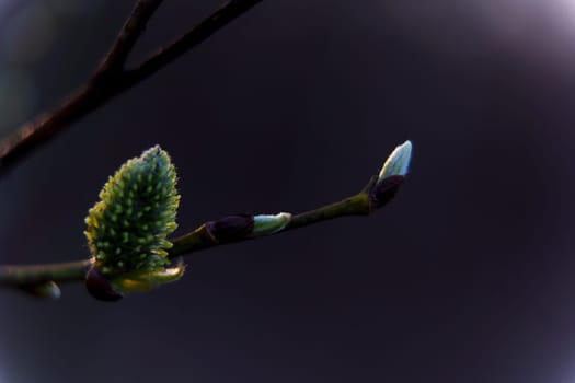 Close-up of a green willow catkin and soft bud on a branch against a dark blurred background, symbolizing the beginning of spring growth.