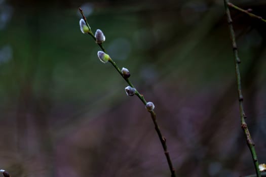 A slender pussy willow branch with delicate white catkins stands out against a blurred green and purple background in early spring.