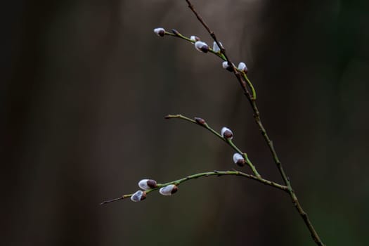 Close-up of pussy willow twigs with white furry catkins against a dark blurred forest background, signaling the start of spring.
