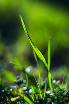 A single blade of vibrant green grass stands tall among other shoots, captured in soft sunlight with a blurred natural background.
