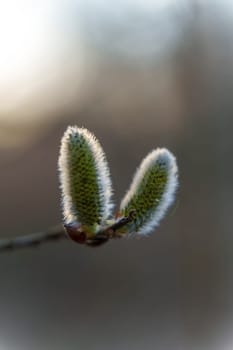 Close-up of two soft and fuzzy willow catkins on a branch, backlit by gentle natural light against a neutral blurred background.