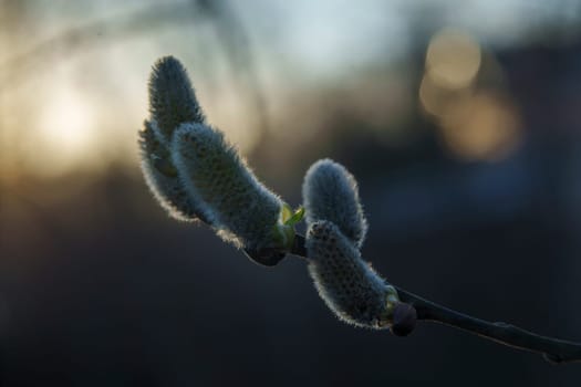 Soft close-up of willow catkins blooming on a branch in early spring, silhouetted against the evening sky with bokeh light in the background.