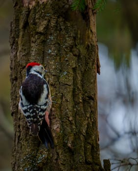 A woodpecker with a red crown and speckled feathers clings to the rough bark of a tree trunk in a forest environment.