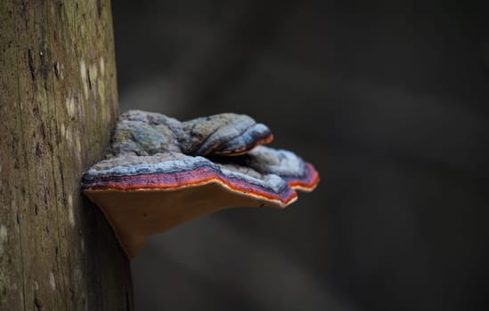 Vibrant bracket fungus with orange, red, and gray layers grows on a mossy tree trunk in a dark forest, captured in macro detail.