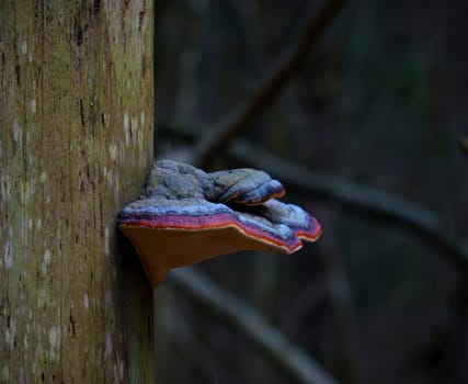 A vibrant shelf fungus with layered colors of orange, red, and gray clings to the side of a tree trunk in a dim forest environment.