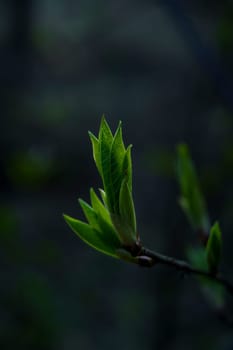 Close-up of tender green leaves sprouting from a tree branch with a dark, blurred background, symbolizing the arrival of spring.