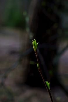 A close-up of a slender twig with small bright green leaves emerging, symbolizing new growth and the beginning of spring in a forest setting.