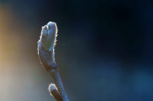 Close-up of a furry tree bud on a branch illuminated by warm sunset rays with a soft, dark background in early spring.