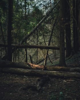 Multiple fallen logs and branches lie on the ground in a thick, shadowy forest with tall trees and undergrowth.