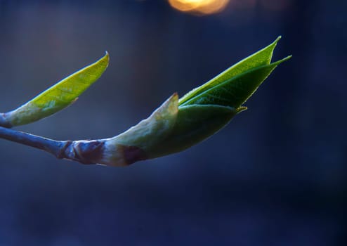 Macro shot of tender spring leaves emerging from a bud with a soft background and warm evening light.