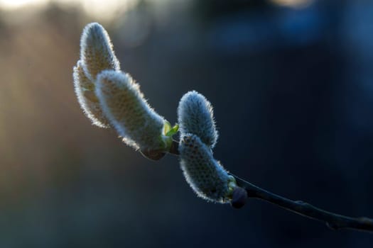 Fluffy willow catkins emerging on a branch, softly illuminated by the setting sun with a dark blue background and lens flare effect.