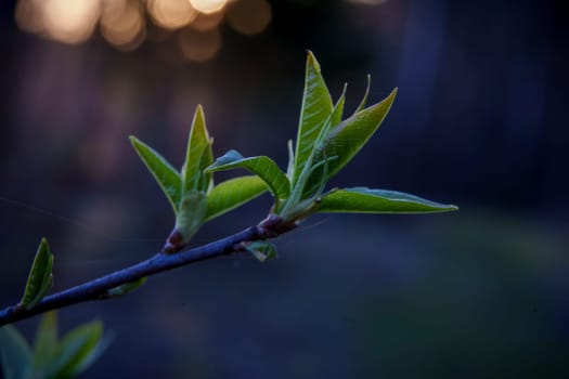 Close-up of tender green leaves sprouting from a tree branch, captured in soft evening light with a blurred dark background.