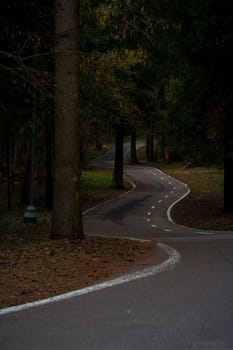 Curvy paved road winding through a dense forest with tall trees and scattered early spring foliage under low light.