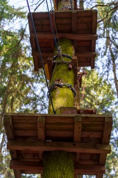 Close-up of a moss-covered tree with wooden adventure park platforms and safety ropes attached in a lush green forest setting.