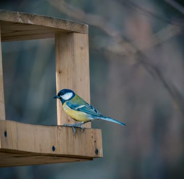 A blue tit bird with vibrant yellow and blue feathers is perched on the edge of a wooden bird feeder in a natural forest setting.