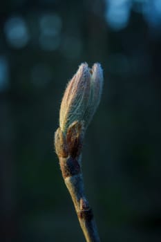Macro shot of a magnolia tree bud with soft fuzzy texture, captured in dim evening light against a dark background.