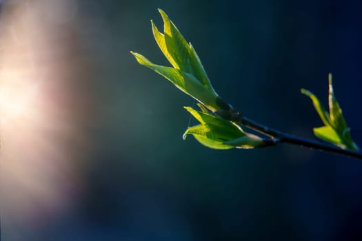 Close-up of fresh green leaves growing on a branch, illuminated by warm early morning sunlight in a spring forest.