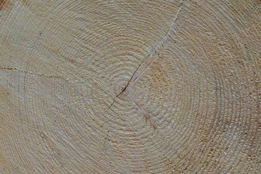 Detailed view of a cut tree showing concentric growth rings and natural cracks in the wood, illustrating age and structure.