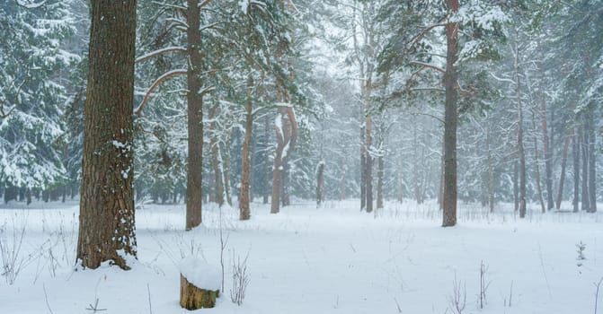 Peaceful snowy forest with pine trees and fresh snowfall, creating a serene winter landscape with no people and soft falling snow.