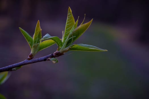Macro image of tender green leaves unfurling from a twig, captured with soft evening light and a blurred natural background.