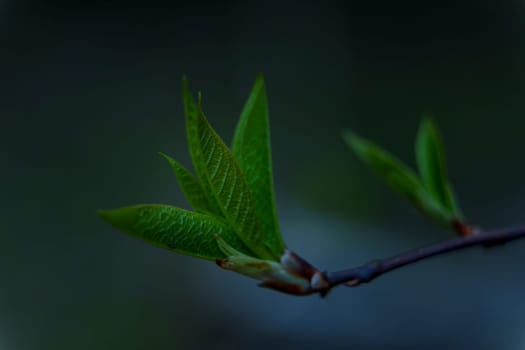 Close-up of fresh green leaves sprouting from a branch with a soft dark background, captured in low light during twilight.