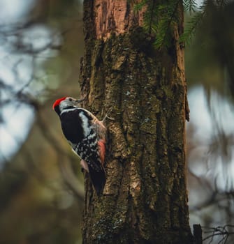 A woodpecker with a bright red crown and black-and-white plumage clings to a textured tree trunk in a forested area during daytime.