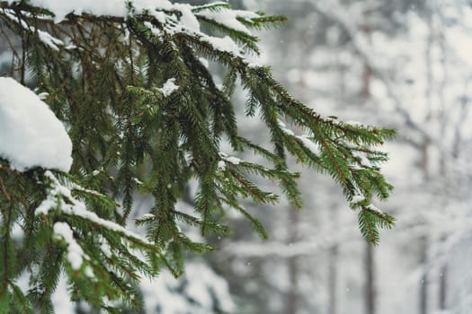 Detailed view of a snow-covered spruce branch with green needles, captured against a softly blurred snowy forest background.