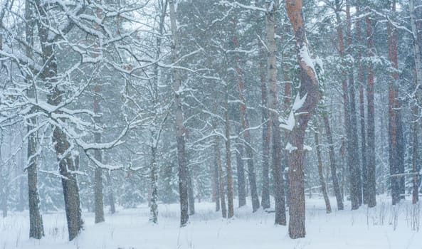 Intense snowfall in a winter forest with snow-covered bare branches and pine trees, creating a cold and dramatic seasonal scene.