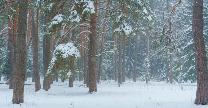 Peaceful snowy forest scene with tall pine trees blanketed in snow and light snowfall adding to the calm winter atmosphere.