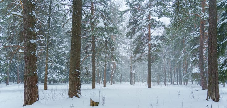 Serene winter forest with tall snow-covered pine trees and light snowfall creating a peaceful and quiet atmosphere.