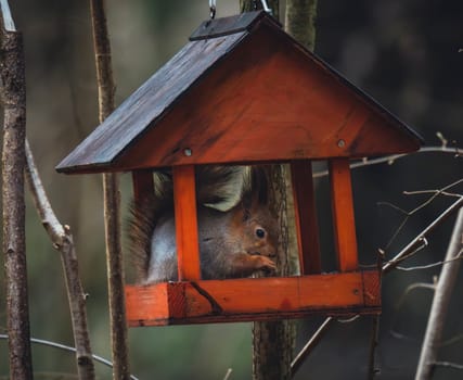A squirrel sits inside a red wooden bird feeder, nibbling food while surrounded by bare tree branches in a natural forest setting.