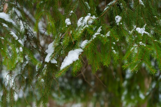 Green spruce tree branches with small patches of snow in a quiet winter forest, captured in soft natural light