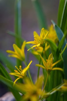 Macro photo of Gagea lutea flowers with delicate yellow petals and green leaves in soft spring light.