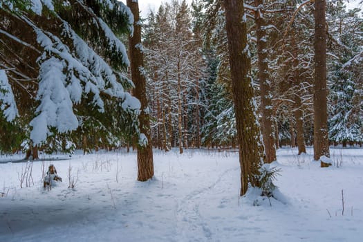 Tranquil winter scene of a snowy coniferous forest with tall trees and a narrow footpath winding through the snow.