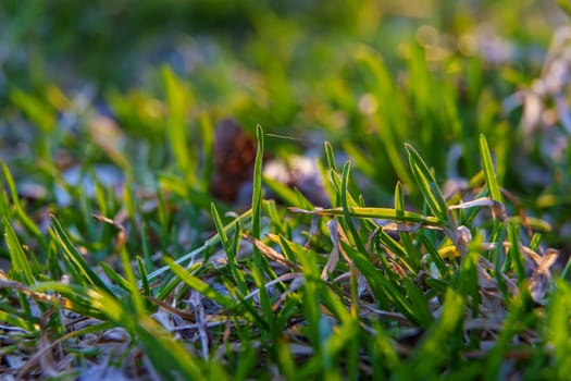 Fresh green grass growing through dry remnants in warm evening light, symbolizing early spring renewal.