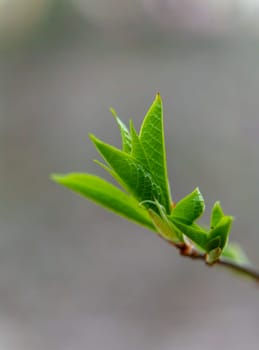 Close-up of newly sprouted green leaves on a branch against a soft, blurred background in early spring.