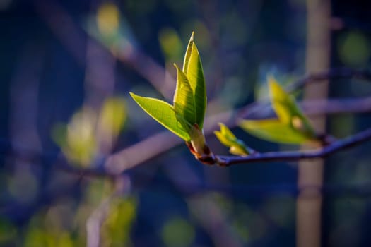 Close-up of young green leaves unfolding on a twig, bathed in soft natural light against a blurred forest background.