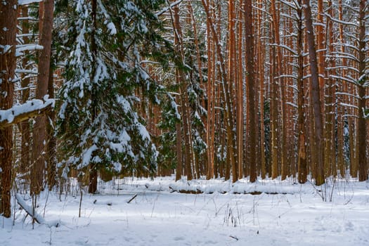 Serene winter forest with tall pine and spruce trees covered in snow, under soft natural light