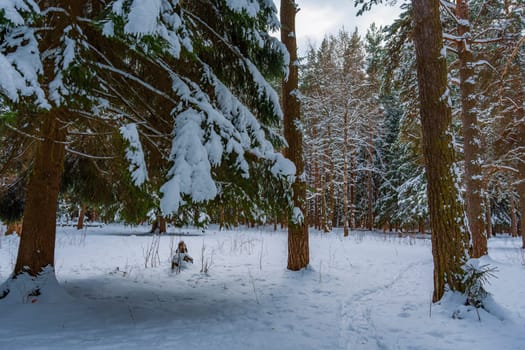 Peaceful winter forest scene with snowy ground, tall trees, and a narrow path curving into the distance under a cloudy sky.
