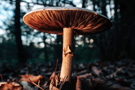Mushrooms growing in forest autumn. Fungi close-up, toxic fly agaric,wild nature. High quality photo