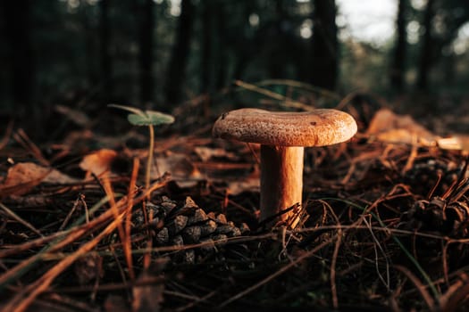 Young saffron milk cap - Lactarius deliciosus on autumn forest background with pine needles, close-up view. Harvest red pine mushroom concept. High quality photo