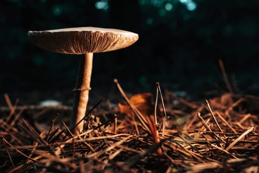 Mushrooms growing in forest autumn. Fungi close-up, toxic fly agaric,wild nature. High quality photo