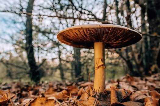 Mushrooms growing in forest autumn. Fungi close-up, toxic fly agaric,wild nature. High quality photo