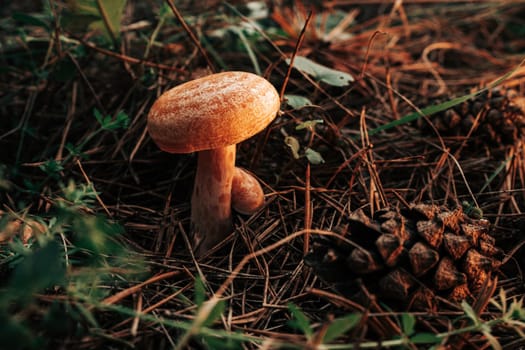 Young saffron milk cap - Lactarius deliciosus on autumn forest background with pine needles, close-up view. Harvest red pine mushroom concept. High quality photo