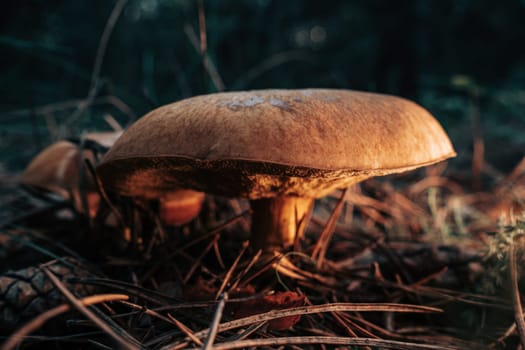 Young slippery Jack Fungi, Suillus luteus on autumn forest background with pine needles, close-up view. Harvest mushroom concept