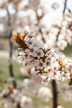 Japanese cherry blossom in full blooming sakura